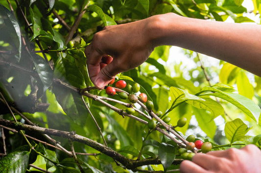 Cherry Picking 